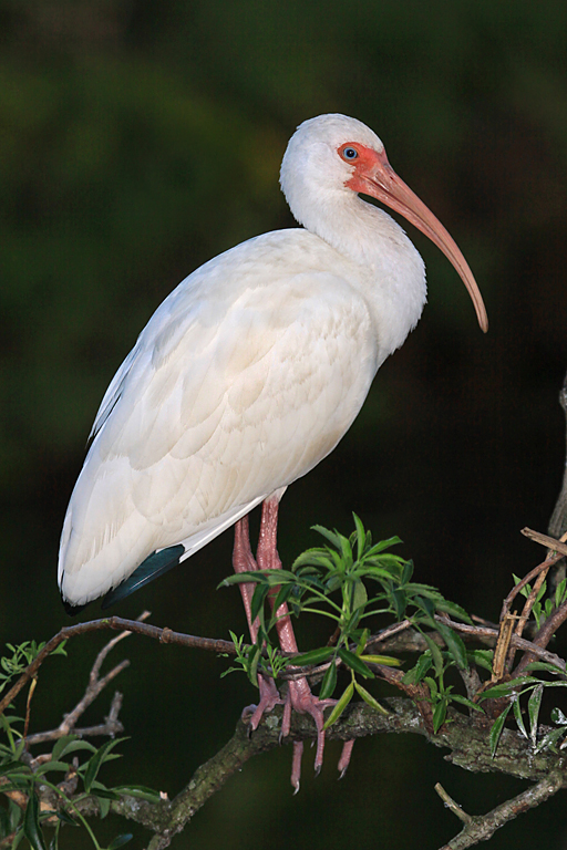 White Ibis on Branch